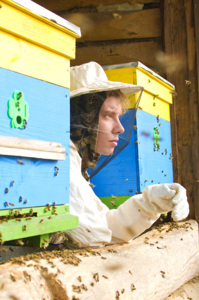 istock young man in protective suit beekeeper between bee hives 1074583230