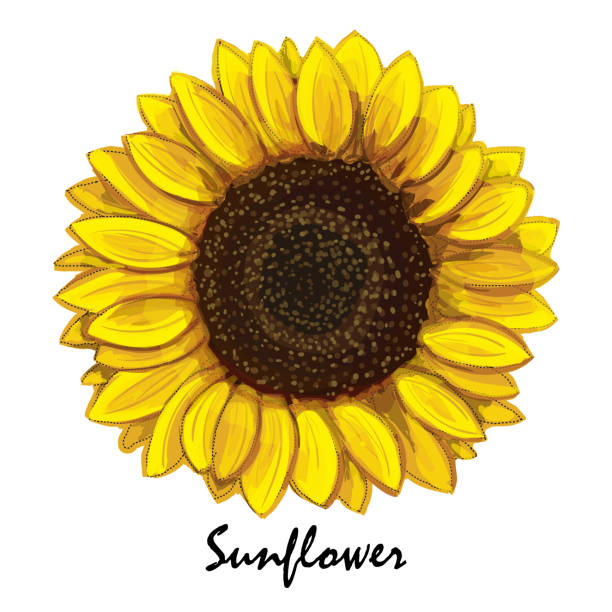 Beautiful hand-drawn sunflower (helianthus) in vector. Realistic sunflower close-up. Botanical element for design. helianthus stock illustrations