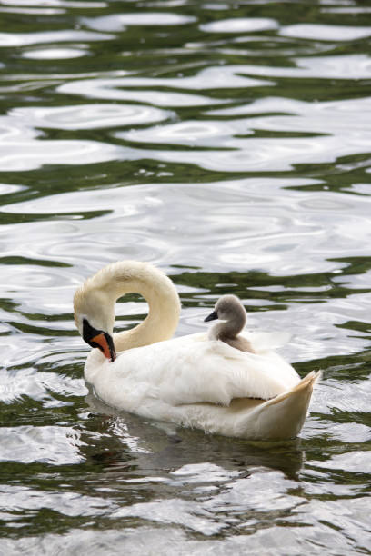 A baby swan (cygnet) is sleeping on mother's back on the river
