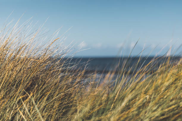 Marram grass by the Baltic Sea on Hiddensee