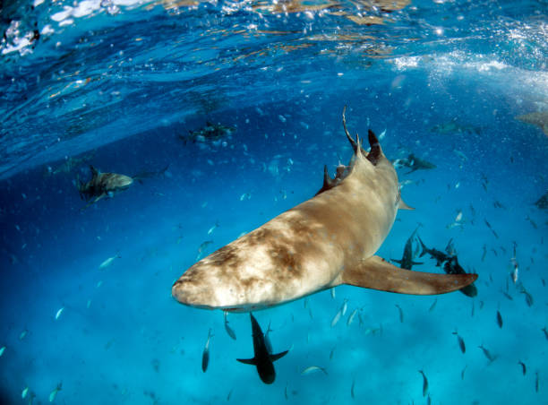 istock Lemon shark at the Bahamas 1074629402