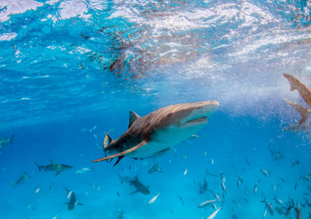 istock Lemon shark at the Bahamas 1074629606