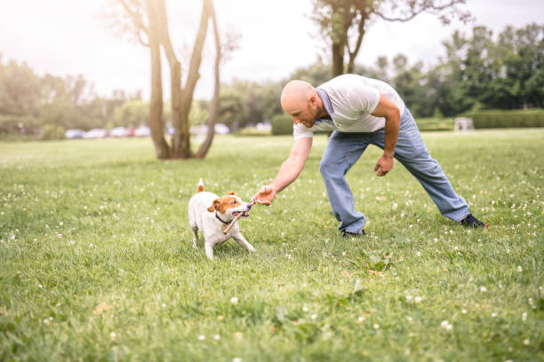 istock Man play with his Beagle dog on a field at summer time 1074629998