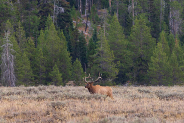 istock Bull Elk in the Fall rut 1074630192