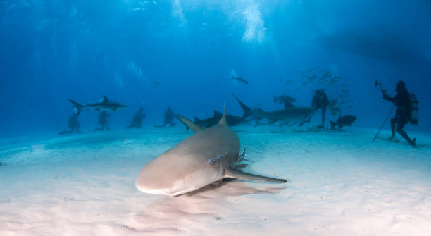 istock Lemon shark at the Bahamas 1074630628