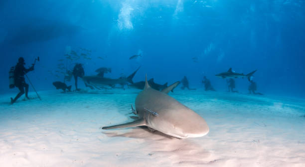 istock Lemon shark at the Bahamas 1074631770