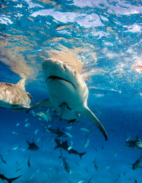 istock Lemon shark at the Bahamas 1074633116