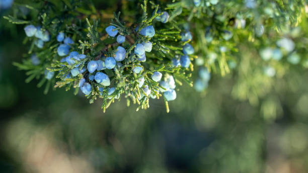 istock Beautiful bush of a juniper with berries 1074633836