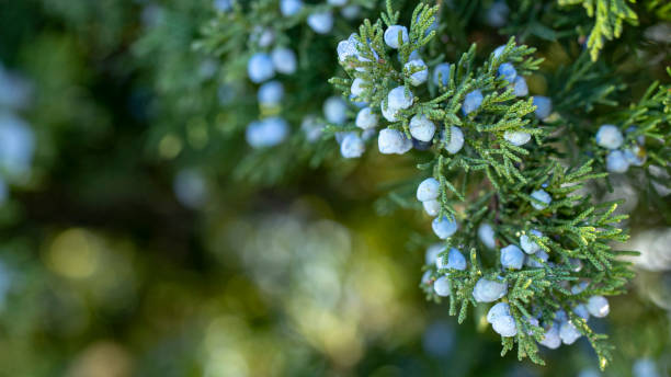 istock Beautiful bush of a juniper with berries 1074633838