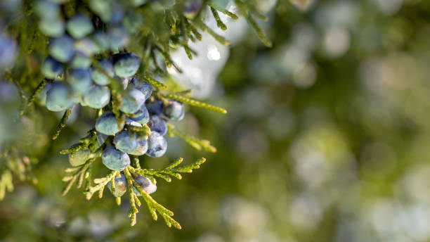 istock Beautiful bush of a juniper with berries 1074633864