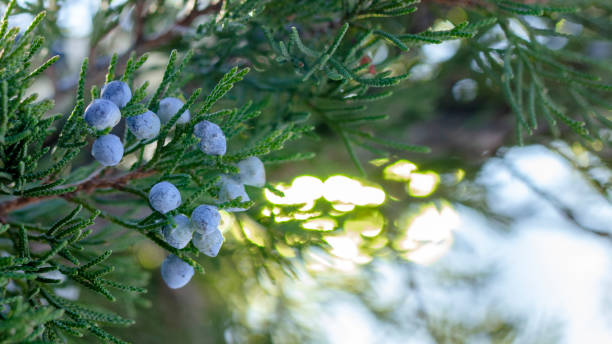istock Beautiful bush of a juniper with berries 1074633866