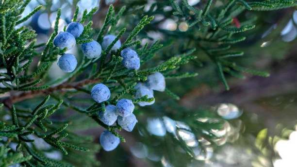 istock Beautiful bush of a juniper with berries 1074633868