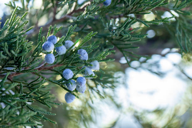 istock Beautiful bush of a juniper with berries 1074633872