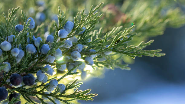 istock Beautiful bush of a juniper with berries 1074633878