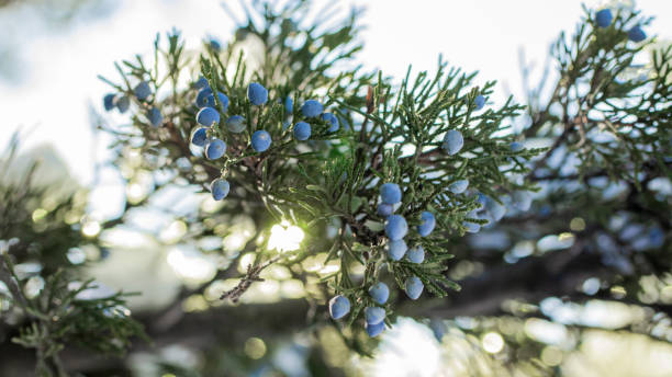 istock Beautiful bush of a juniper with berries 1074633882