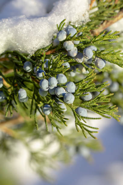 istock Beautiful bush of a juniper with berries 1074633892