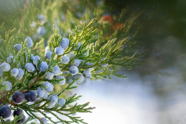 istock Beautiful bush of a juniper with berries 1074633912