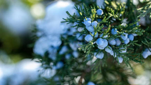 istock Beautiful bush of a juniper with berries 1074633920