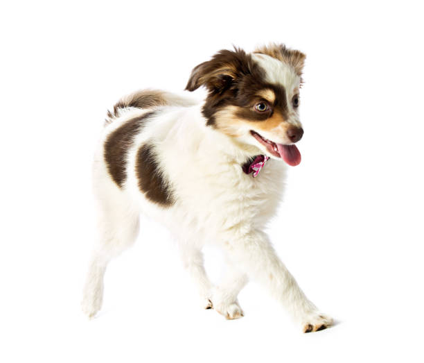 istock Australian Shepherd Dog Breed Puppy on White Background 1074633982