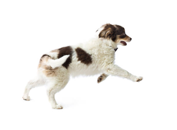 owczarek australijski pies rasa szczeniak na biały tło - spotted dog zdjęcia i obrazy z banku zdjęć