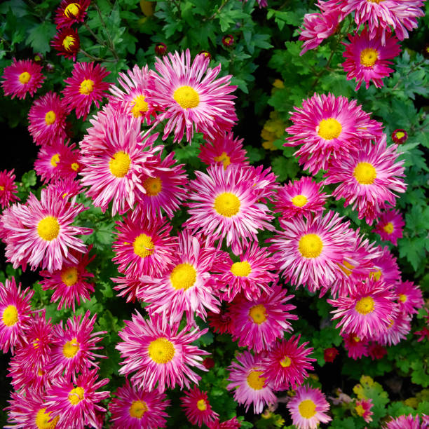 Red green chrysanthemum flowers background