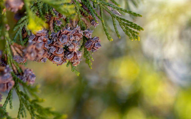 istock Thuja occidentalis cone close up green backround 1074636500