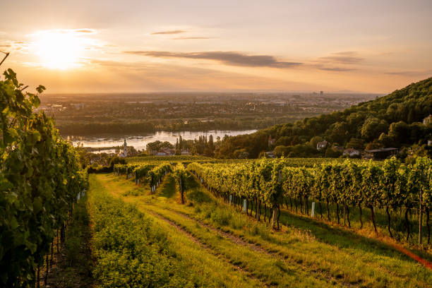 weinberg im kahlenbergerdorf bei wien bei sonnenaufgang - wine region stock-fotos und bilder