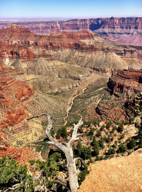 The trail to Bright Angel Point, one of the most spectacular views of the Grand Canyon from the North Rim begins on the south side of the Grand Canyon Lodge complex, at the southern terminus of the Transept Trail, on the North Rim of the Grand Canyon. The trail is paved over its entire 0.75 miles (1.2 km) length. This easy trail follows a ridge line at the end of the Bright Angel Peninsula to Bright Angel Point, which offers a panoramic view of the canyon from its north side. Northern Arizona, American Southwest.
