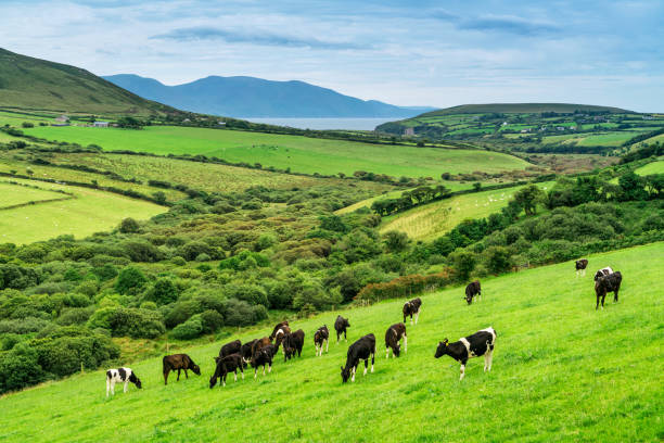 grasende kühe auf irland - green slopes stock-fotos und bilder