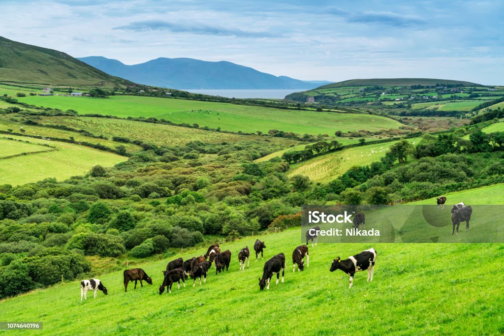 Cows grazing in Ireland Ireland Stock Photo