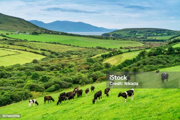 Cows Grazing In Ireland Stock Photo - Download Image Now - Ireland, Domestic Cattle, Cow