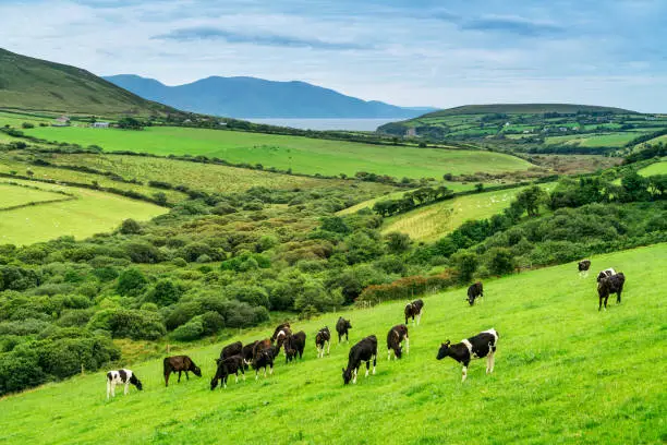 Photo of Cows grazing in Ireland