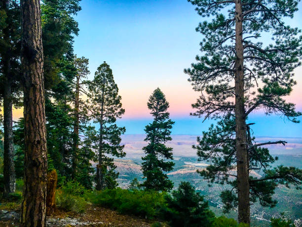 Ponderosa pines on the North Rim of the Grand Canyon in the Kaibab National Forest. Northern Arizona, American Southwest.