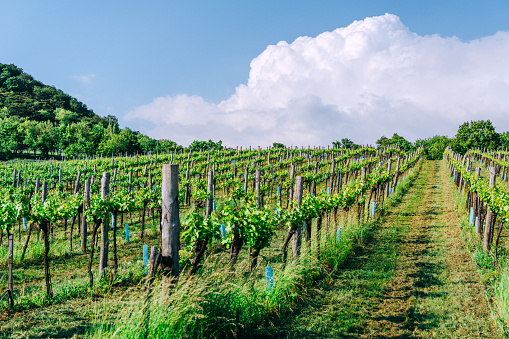 Vineyards in Austria near Vienna