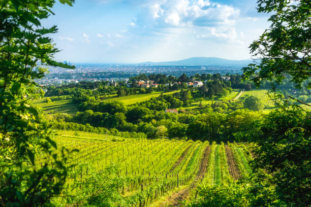 istock Vineyards in Austria near Vienna 1074640702