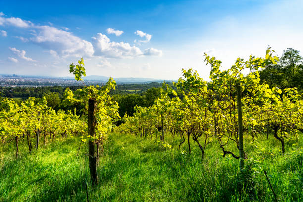 Vineyards in Austria near Vienna