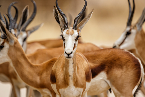 Retrato de una gacela - Kgalagadi Transfrontier Park - South Africa photo