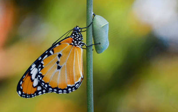 istock Differing stages of life from caterpillar to cocoo 1074644332