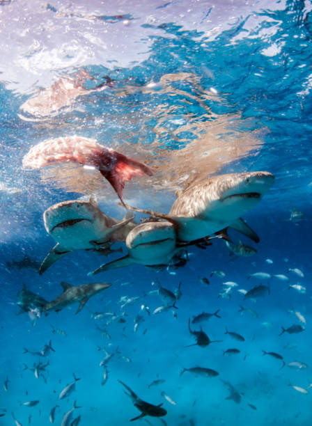 istock Lemon shark at the Bahamas 1074644548
