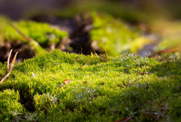 Moss on the forest ground macro close-up background