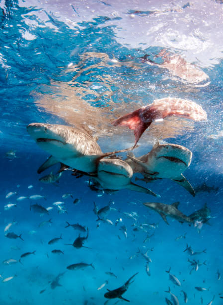 istock Lemon shark at the Bahamas 1074644668