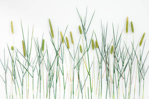 istock Close-up of Timothy grass on white background 1074645912