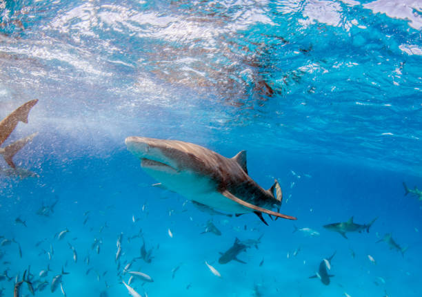 istock Lemon shark at the Bahamas 1074647282