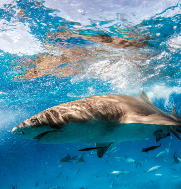 istock Lemon shark at the Bahamas 1074647356