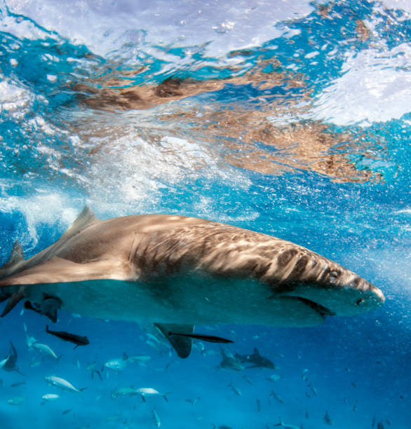 istock Lemon shark at the Bahamas 1074648092