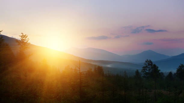 beautiful mountain landscape. background of pine forests in morning fog"n beautiful mountain landscape. background of pine forests in morning fog silhouette evergreen tree back lit pink stock pictures, royalty-free photos & images