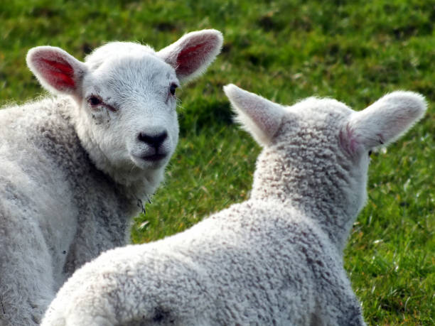 istock two newborn spring lambs in closeup on grass 1074666424