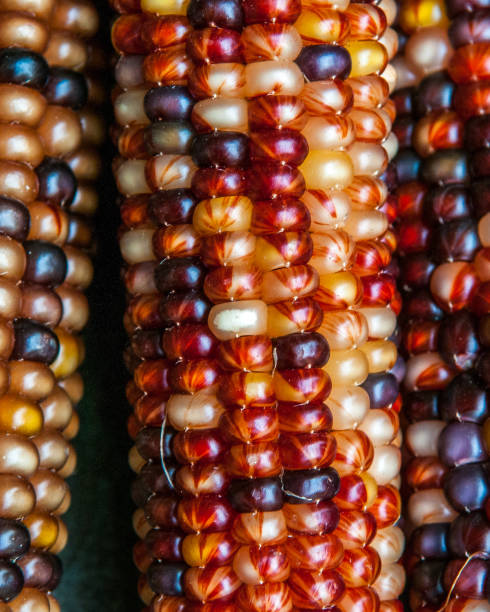 istock Vertical close up of Indian Corn 2 1074667052