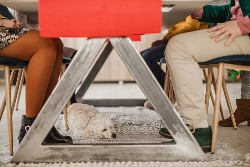 Cute Puddle Having a Nap Under Table On Christmas Eve