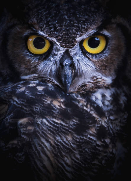 contatto visivo intenso da un gufo dalle grandi corna - owl foto e immagini stock